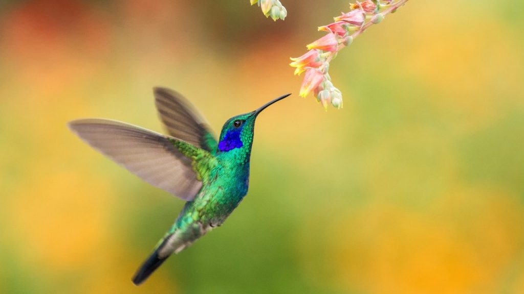 el colibrí, el animal más pequeño y más glotón