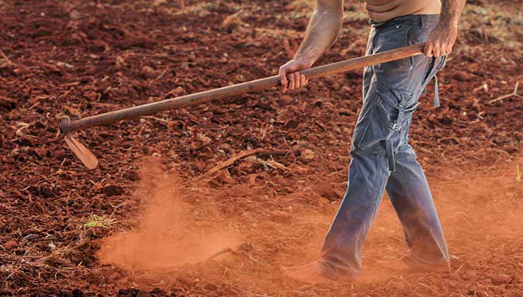 La agricultura es prácticamente el único medio de subsistencia que tienen las familias que habitan el Corredor Seco (Foto de Roberto Clix - Pexels).