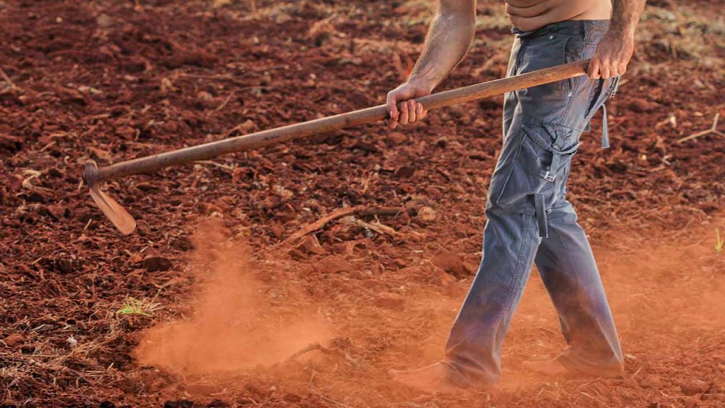 La agricultura es prácticamente el único medio de subsistencia que tienen las familias que habitan el Corredor Seco (Foto de Roberto Clix - Pexels).