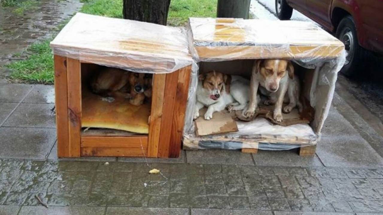 Una buena idea: casas con materiales reciclados para perros sin hogar