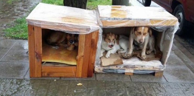 Una buena idea: casas con materiales reciclados para perros sin hogar