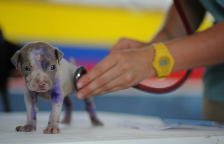 ¿Vas a adoptar un cachorro? Ten en cuenta estos consejos