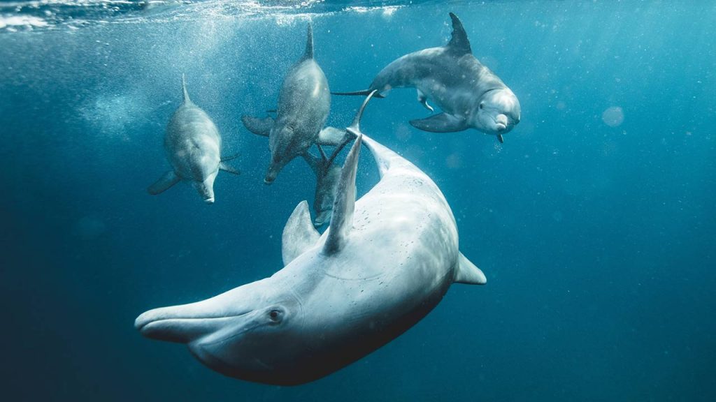 La masacre de delfines en Japón para la producción de alimentos es el tema de uno de estos documentales ambientales (Foto de Kira Louw - Pexels).