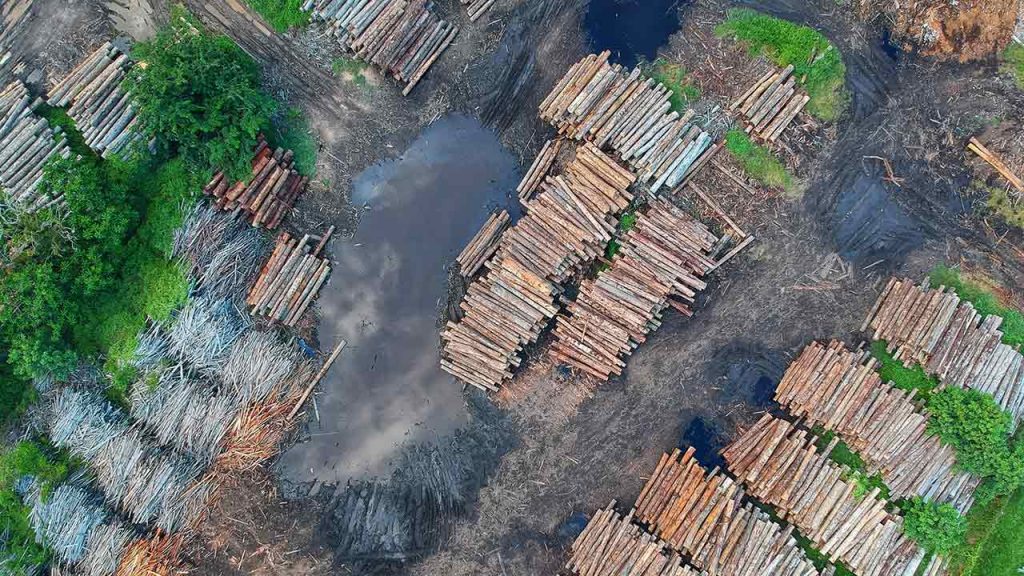 La deforestación es un problema global que impacta a la selva amazónica (Foto de Foto de Pok Rie - Pexels).