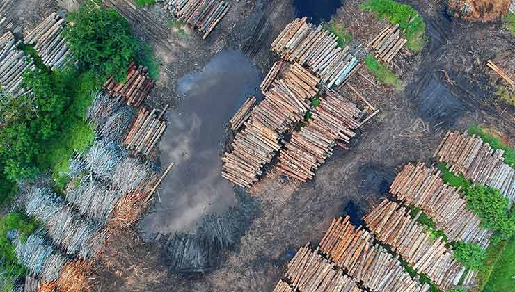 La deforestación es un problema global que impacta a la selva amazónica (Foto de Foto de Pok Rie - Pexels).