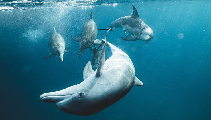 La masacre de delfines en Japón para la producción de alimentos es el tema de uno de estos documentales ambientales (Foto de Kira Louw - Pexels).