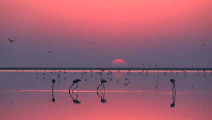 Los flamencos son uno de los grandes atractivos del Parque Nacional Doñaña (Foto: Gobierno de España).