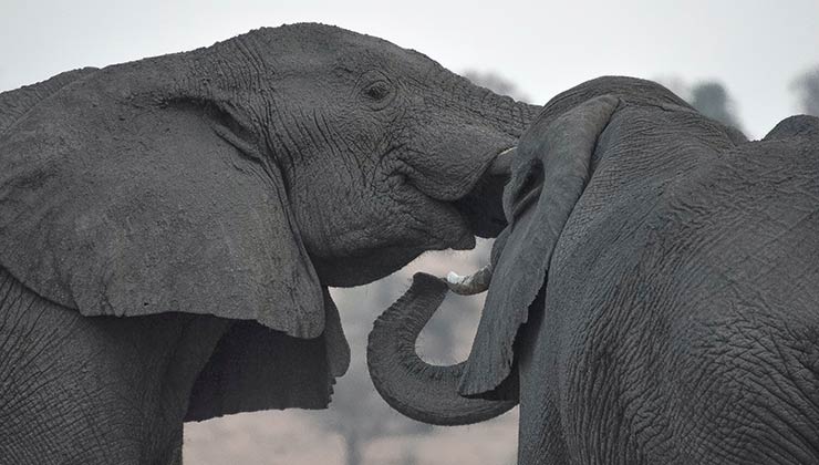 La caza de elefantes en Botsuana estuvo prohibida hasta 2019 (Foto de Lelani Badenhorst).