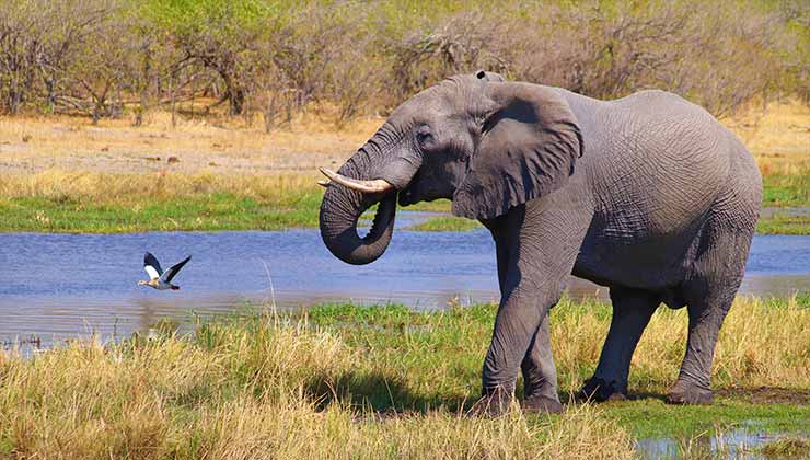 Unos 300 elefantes murieron en 2020 en Botsuana por ingerir bacterias a través del agua (Foto de Roger Brown - Pexels).