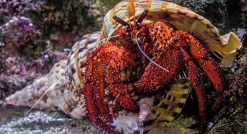 ¿Conoces a este animal que vive con su casa a cuestas?