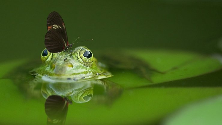 Frog Phone