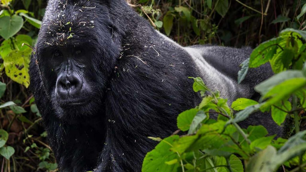 Los gorilas de montaña son una especie única que habita en África central (Foto: Parque Nacional Virunga).