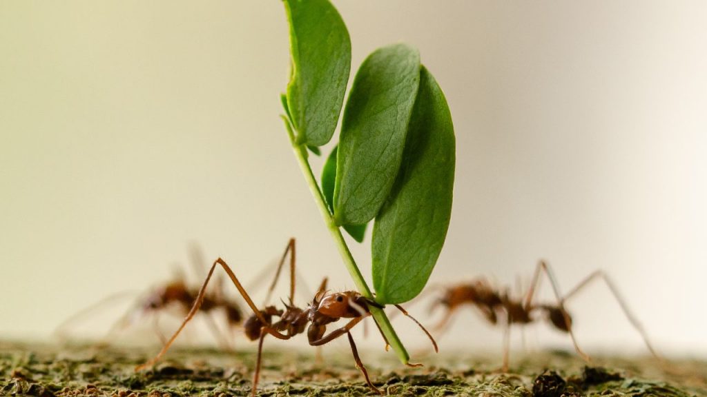 de qué manera se comunican las hormigas