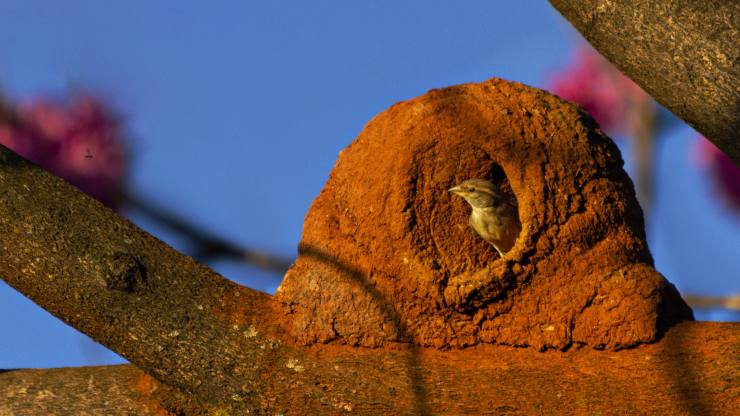 5 animales constructores que no tienen nada que envidiar a los humanos