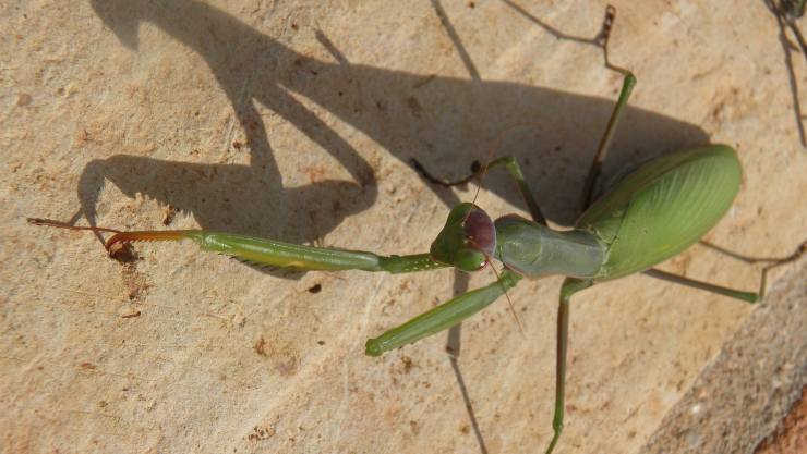 mantis religiosa