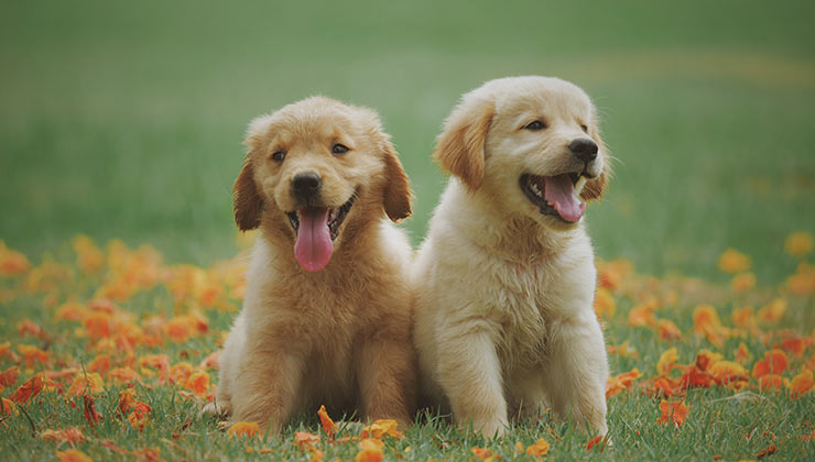 Los perros guía son entrenados desde cachorritos para su tarea (Foto de Chevanon Photography - Pexels).