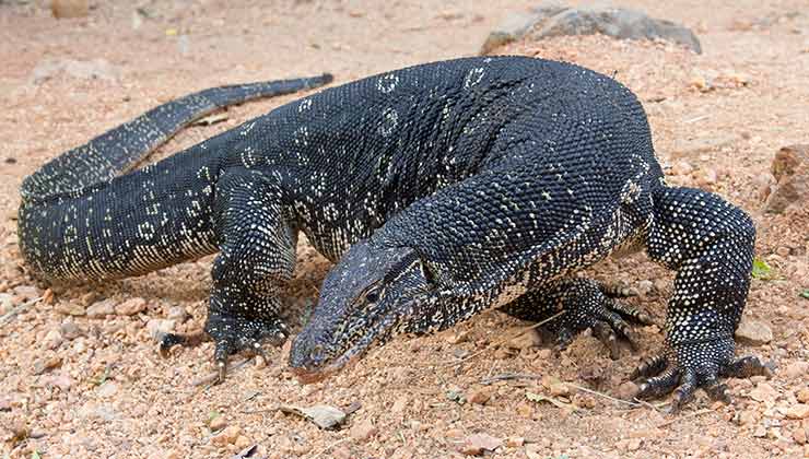 Un lagarto gigante puede espantar a cualquier, más adentro de un supermercado. Un ejemplar de la especie Varanus salvator puede llegar a pesar 60 kilos (Foto de Carlos Delgado - Wikipedia).