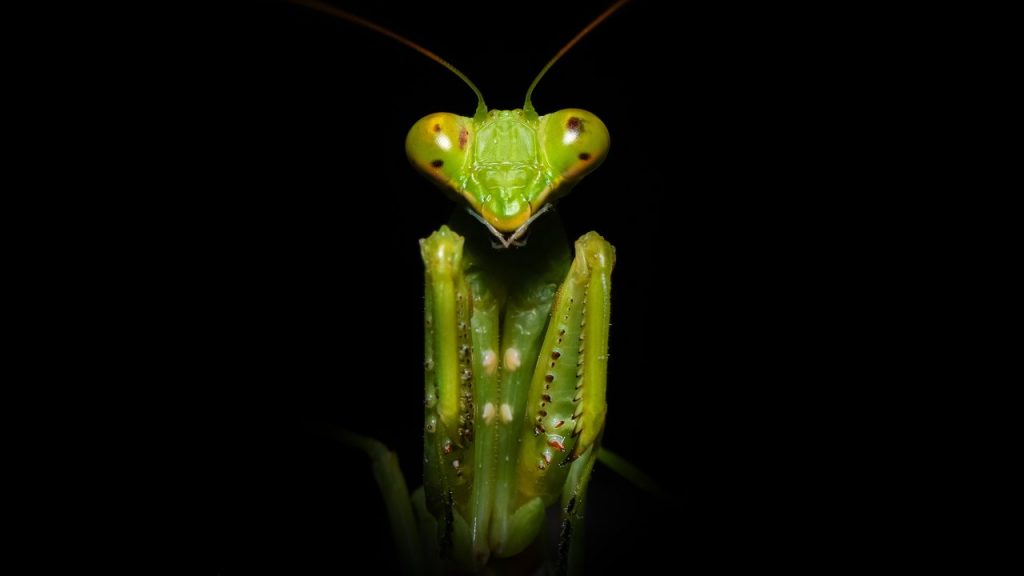 8 curiosidades de la mantis religiosa, un insecto tan temido como adorado