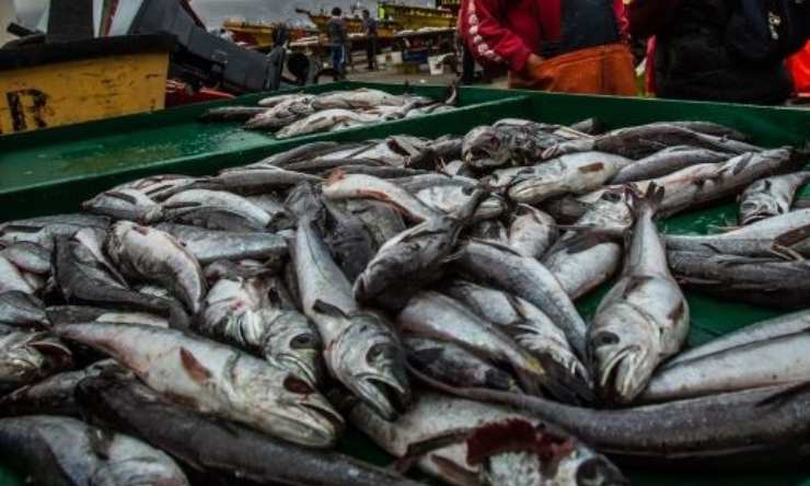 pesca de la merluza en Chile