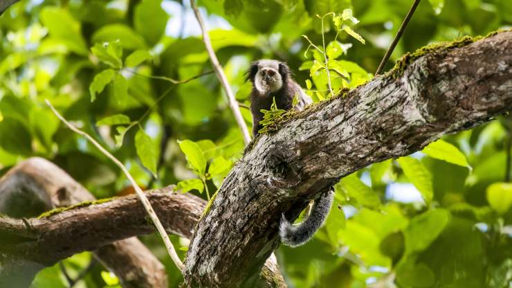 El 94% de las especies animales de América Latina y el Caribe, en peligro