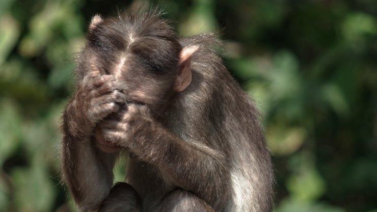 El grave impacto de la contaminación sonora en la naturaleza