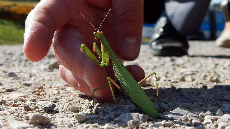 mantis religiosa