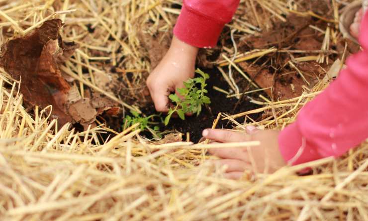 usos ecologicos del carton para huerto o jardin