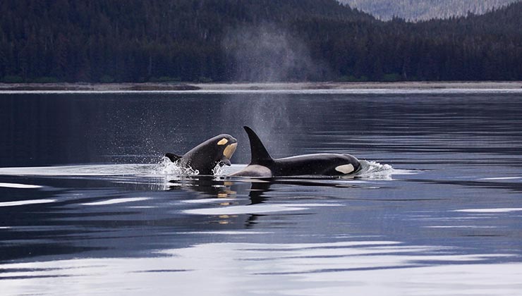 Las orcas que habitan en el Estrecho de Gibraltar corren serio riesgo de extinción (Foto de Pixabay - Pexels).