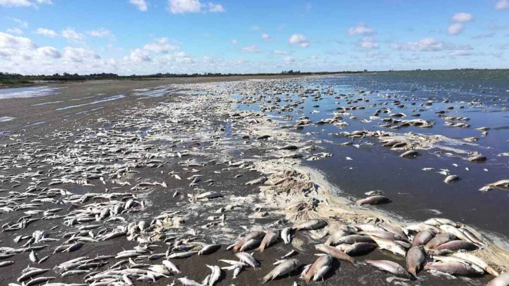 La mortandad de peces en la laguna de Junín está asociada a la mala calidad del agua para la vida (Foto de Pampa Húmeda Hoy - Twitter).