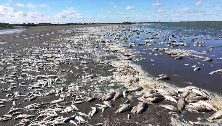 La mortandad de peces en la laguna de Junín está asociada a la mala calidad del agua para la vida (Foto de Pampa Húmeda Hoy - Twitter).