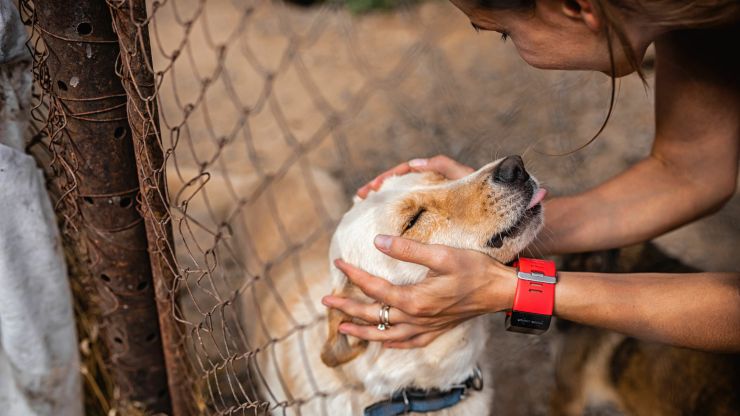 Por qué es mejor adoptar que comprar un perro o gato