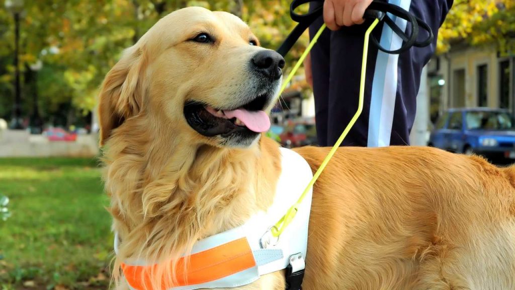 Día del Perro Guía: Una compañía inigualable para personas ciegas