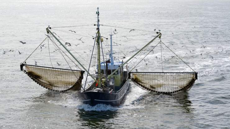 Expectativa ecológica: Chile decide la derogación de la pesca por arrastre