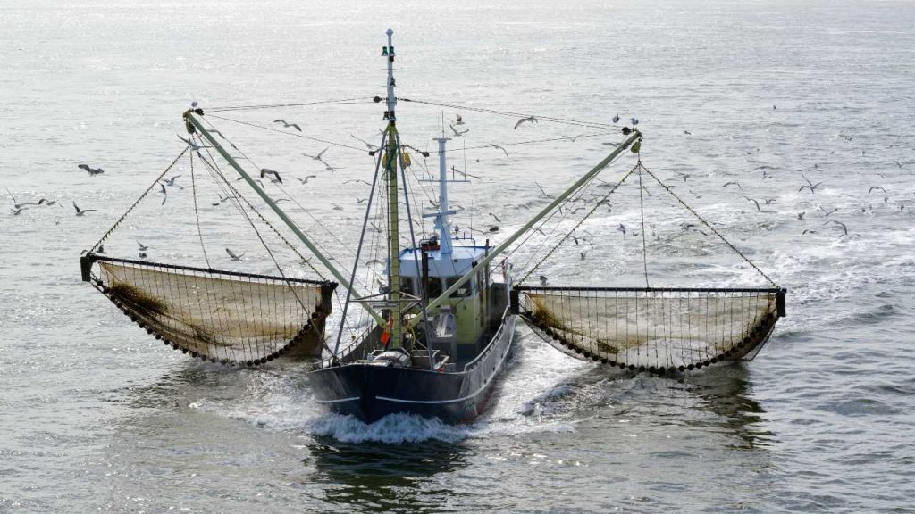 Expectativa ecológica: Chile decide la derogación de la pesca por arrastre