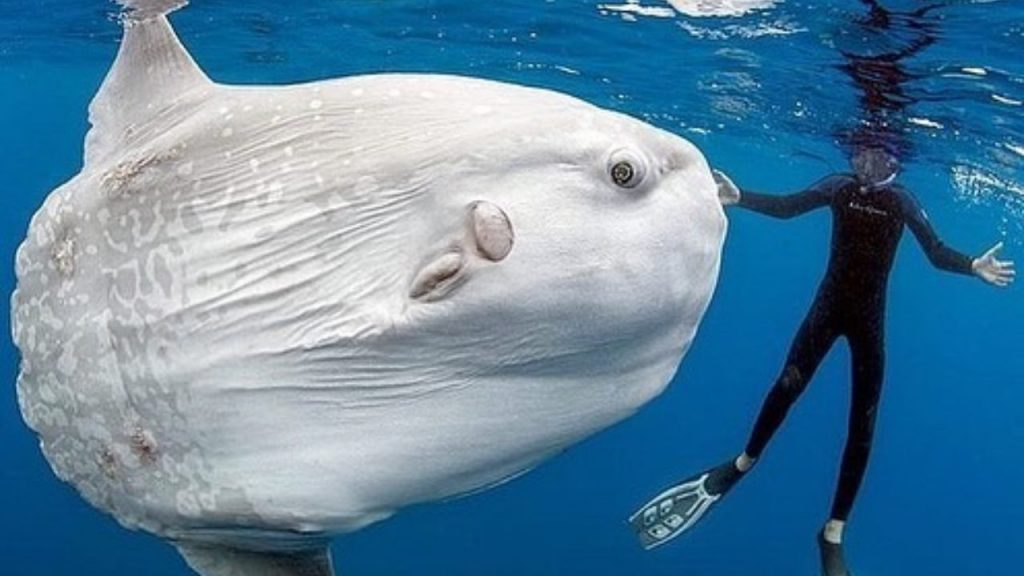 Este gigante es un pez luna
