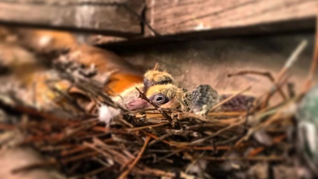 ¿Encontraste un pichón de paloma lejos de su nido? 5 consejos para salvarlo
