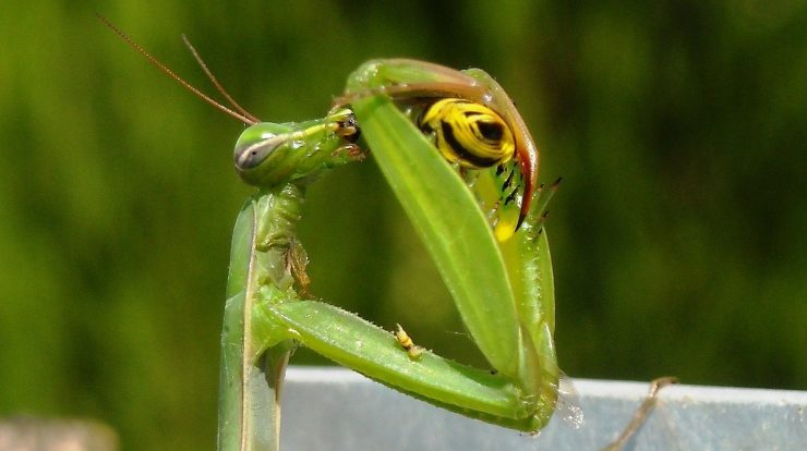 mantis 