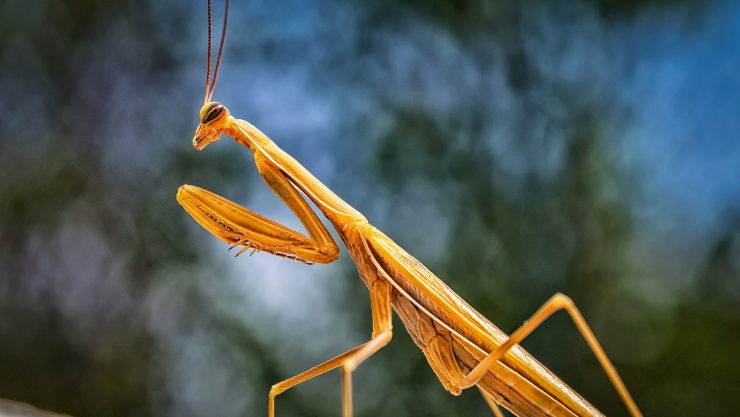 un insecto tan temido como adorado