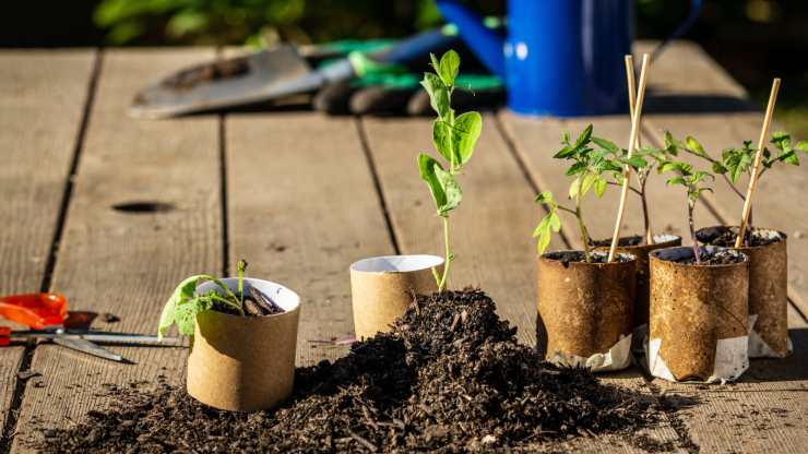 5 usos ecológicos que puedes darle al cartón en huertas y jardines 