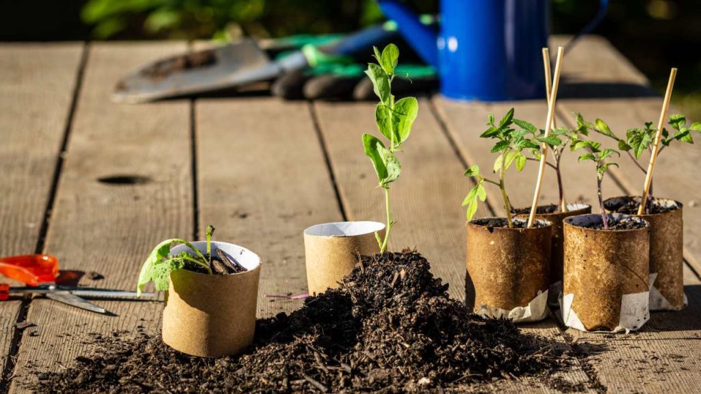 5 usos ecológicos que puedes darle al cartón en huertas y jardines 