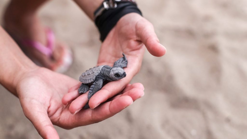 Héroes sin capa: 6 historias de rescates por amor a los animales