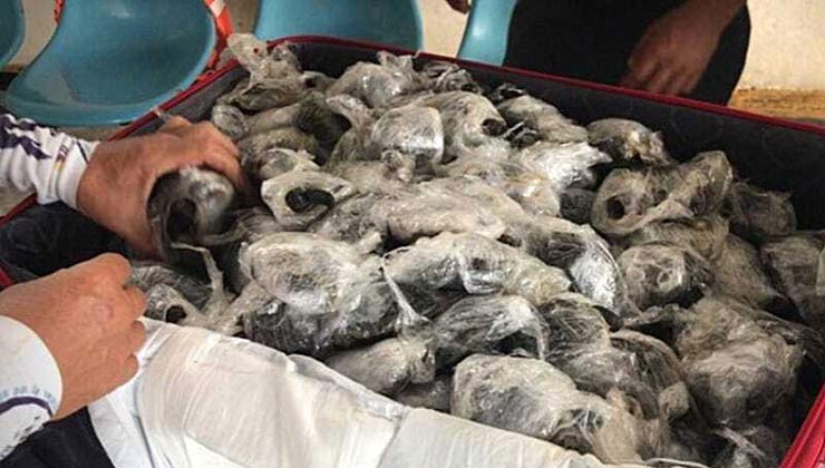 Las tortugas confiscadas estaban envueltas en film plástico (Foto Fiscalía General de Ecuador).