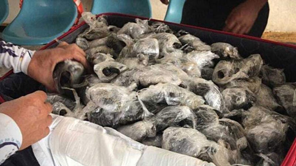 Las autoridades aeroportuarias de Ecuador se llevaron una sorpresa cuando descubrieron una valija que contenía 185 tortugas vivas. Los animales pretendían ser llevados desde el santuario de las Islas Galápagos a Guayaquil, en un intento de tráfico ilegal de fauna silvestre.