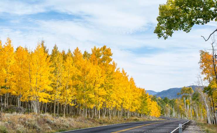 Pando se encuentra en el Fishlake National Forest 