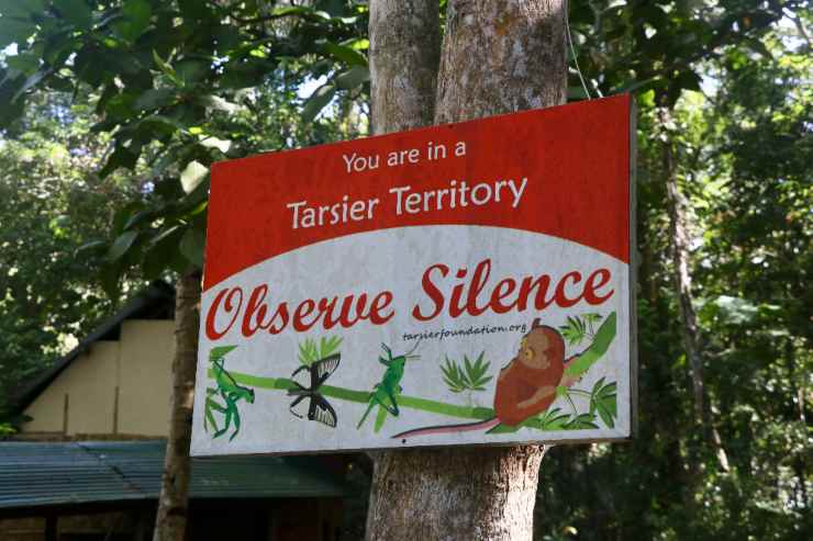 tarseros de Bohol