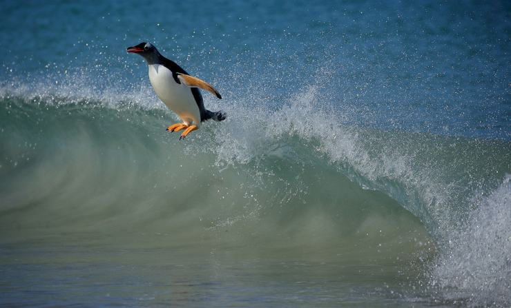 Pingüino surfista