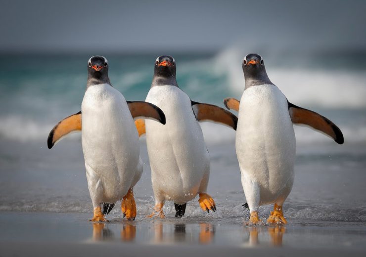 Pingüinos bailarines