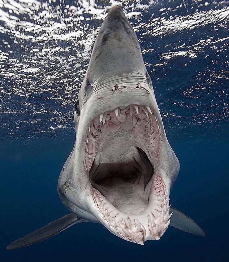 Tan temidos como fascinantes: espectaculares imágenes de tiburones