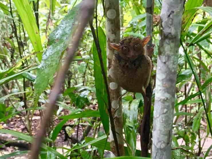 Tarser en Bohol (2)