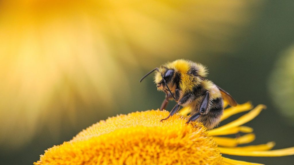 Por qué nuestra supervivencia depende de las abejas